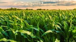 Ladang jagung yang hijau subur di bawah langit yang sebagian berawan disertai pepohonan di latar belakang.
