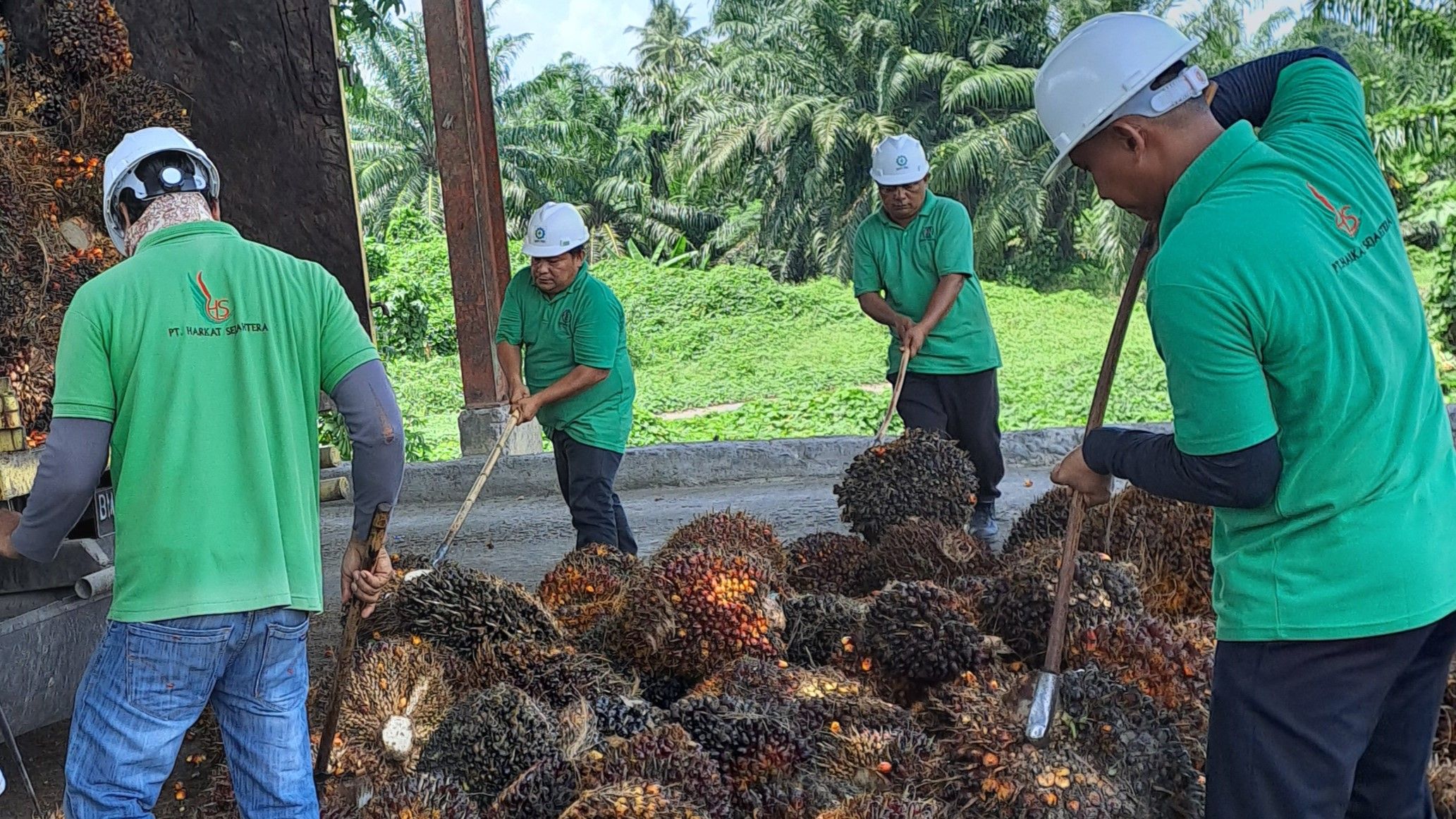 Orang-orang sedang memanen kelapa sawit