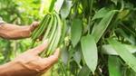 Sepasang tangan seorang petani yang sedang memeriksa buah vanilinya sebelum panen